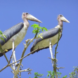 aethiopien_rundreise59