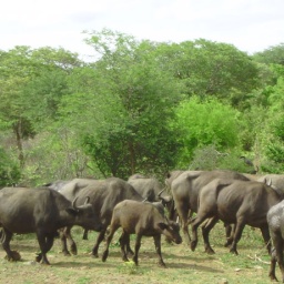 zambia_botswana_suedafrika12