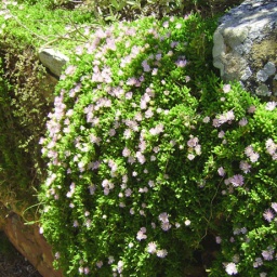 zambia_botswana_suedafrika28