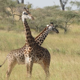 tansania_sansibar_2015_100