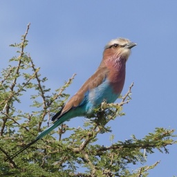 tansania_sansibar_2015_101