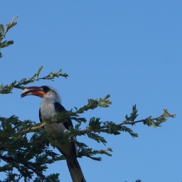 tansania_sansibar_2015_107