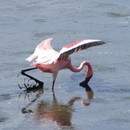 tansania_sansibar_2015_11