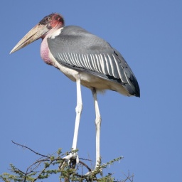 tansania_sansibar_2015_110