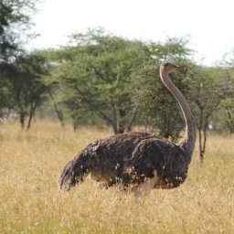 tansania_sansibar_2015_112