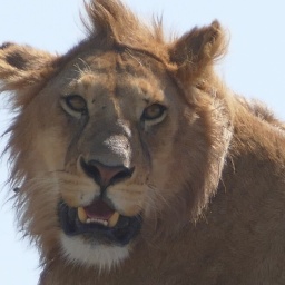 tansania_sansibar_2015_114