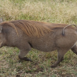 tansania_sansibar_2015_136