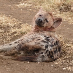 tansania_sansibar_2015_137