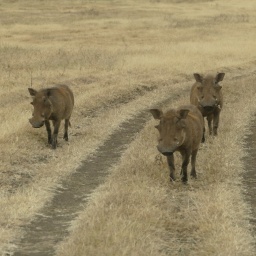 tansania_sansibar_2015_138