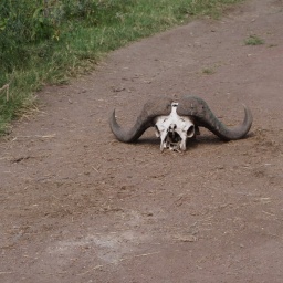 tansania_sansibar_2015_139