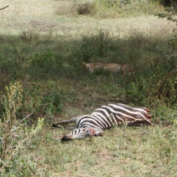 tansania_sansibar_2015_141