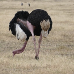 tansania_sansibar_2015_143