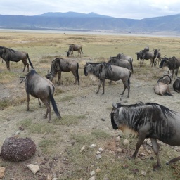 tansania_sansibar_2015_146