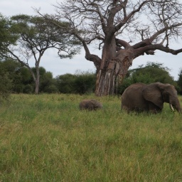 tansania_sansibar_2015_19