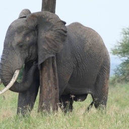 tansania_sansibar_2015_21