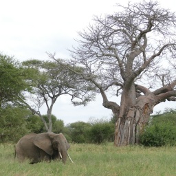 tansania_sansibar_2015_26