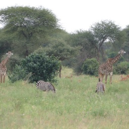 tansania_sansibar_2015_27