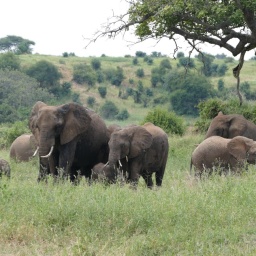 tansania_sansibar_2015_28