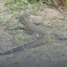 tansania_sansibar_2015_29