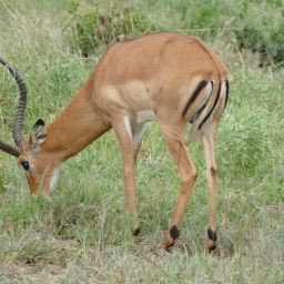 tansania_sansibar_2015_31