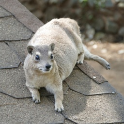 tansania_sansibar_2015_33