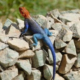 tansania_sansibar_2015_34