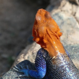 tansania_sansibar_2015_35