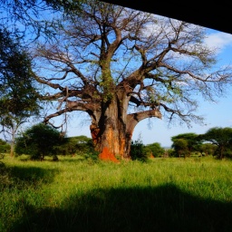 tansania_sansibar_2015_36