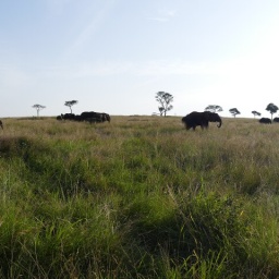 tansania_sansibar_2015_40