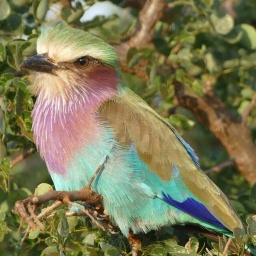 tansania_sansibar_2015_42