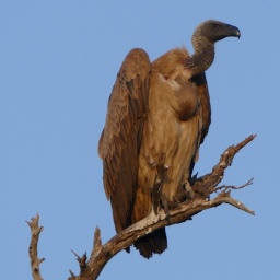 tansania_sansibar_2015_43