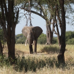 tansania_sansibar_2015_48