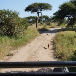 tansania_sansibar_2015_49