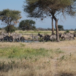 tansania_sansibar_2015_52