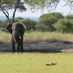 tansania_sansibar_2015_53