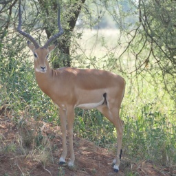 tansania_sansibar_2015_56