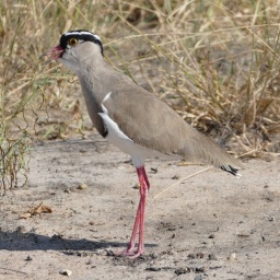 tansania_sansibar_2015_57