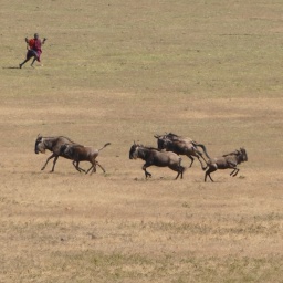 tansania_sansibar_2015_67