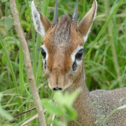 tansania_sansibar_2015_7