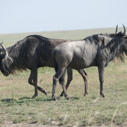 tansania_sansibar_2015_70