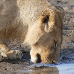 tansania_sansibar_2015_74