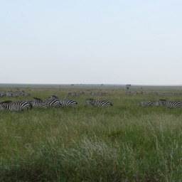 tansania_sansibar_2015_75