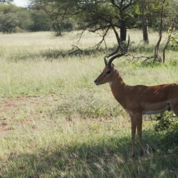 tansania_sansibar_2015_76