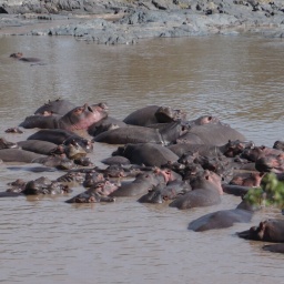 tansania_sansibar_2015_78