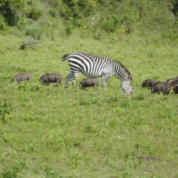 tansania_sansibar_2015_8