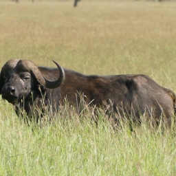 tansania_sansibar_2015_80