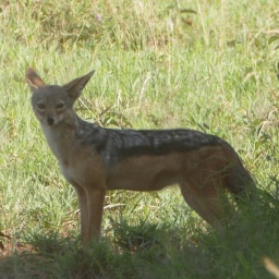 tansania_sansibar_2015_81