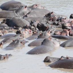 tansania_sansibar_2015_83