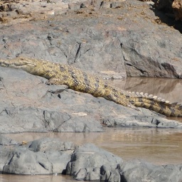 tansania_sansibar_2015_86