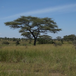 tansania_sansibar_2015_88